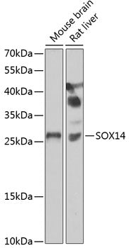 SOX14 Rabbit pAb