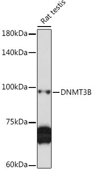 DNMT3B Rabbit pAb