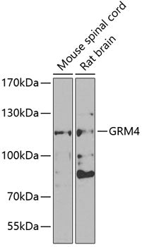GRM4 Rabbit pAb