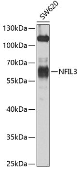 NFIL3 Rabbit pAb