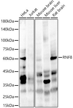 RNF8 Rabbit pAb