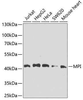 MPI Rabbit pAb