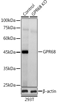 [KO Validated] GPR68 Rabbit pAb