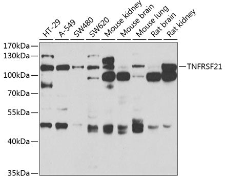 TNFRSF21 Rabbit pAb