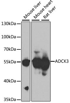 ADCK3 Rabbit pAb