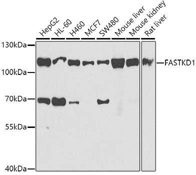 FASTKD1 Rabbit pAb