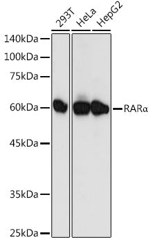 RARα Rabbit pAb