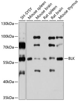 BLK Rabbit pAb