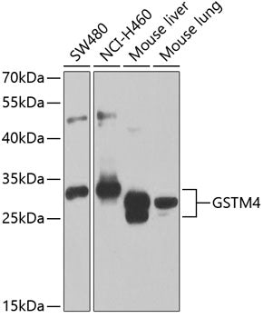 GSTM4 Rabbit pAb