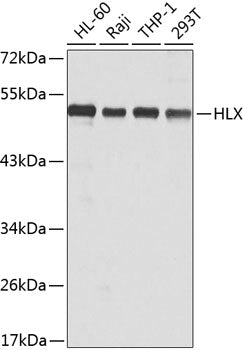 HLX Rabbit pAb
