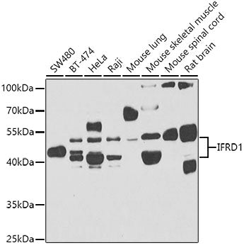 IFRD1 Rabbit pAb
