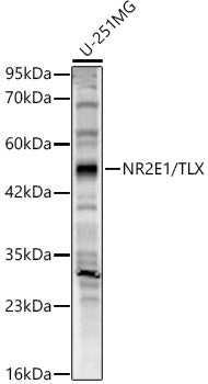 NR2E1/TLX Rabbit pAb
