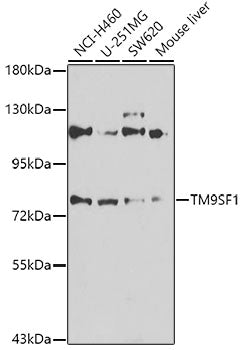 TM9SF1 Rabbit pAb