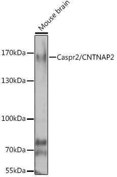 Caspr2/CNTNAP2 Rabbit pAb
