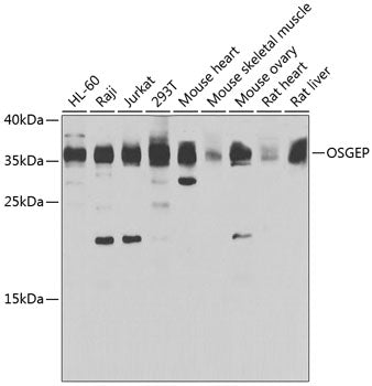 OSGEP Rabbit pAb