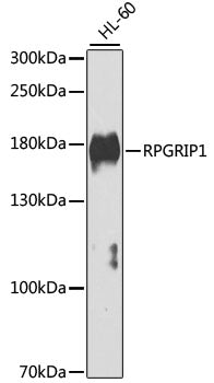 RPGRIP1 Rabbit pAb