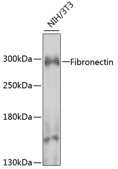 Fibronectin Rabbit pAb