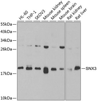 SNX3 Rabbit pAb