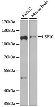 USP10 Rabbit pAb