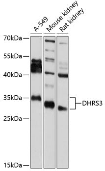 DHRS3 Rabbit pAb