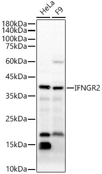 IFNGR2 Rabbit pAb