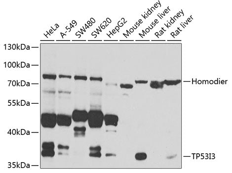 TP53I3 Rabbit pAb