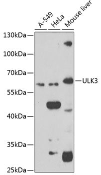 ULK3 Rabbit pAb