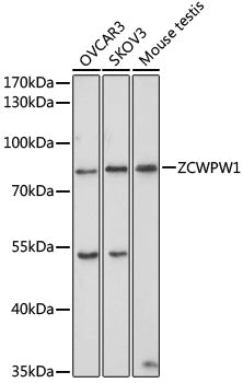 ZCWPW1 Rabbit pAb