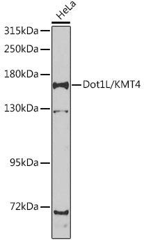 Dot1L/KMT4 Rabbit pAb
