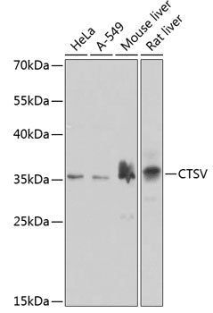 CTSV Rabbit pAb