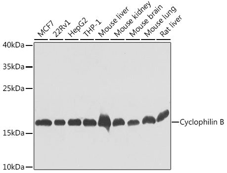 Cyclophilin B Rabbit pAb