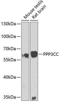 PPP3CC Rabbit pAb