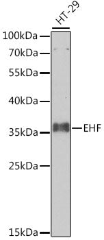 EHF Rabbit pAb