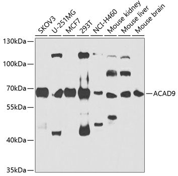ACAD9 Rabbit pAb