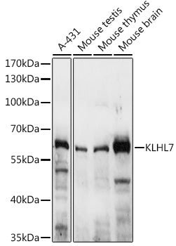 KLHL7 Rabbit pAb