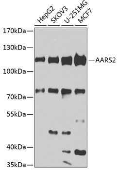 AARS2 Rabbit pAb