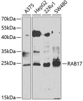 RAB17 Rabbit pAb
