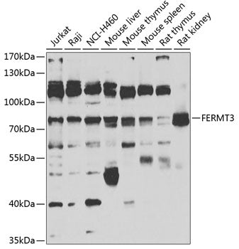 FERMT3 Rabbit pAb
