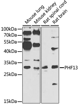 PHF13 Rabbit pAb