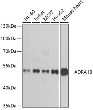 ADRA1B Rabbit pAb
