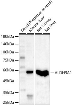 ALDH9A1 Rabbit pAb