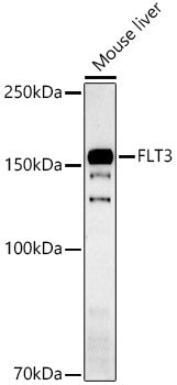 FLT3 Rabbit pAb