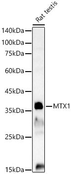 MTX1 Rabbit pAb