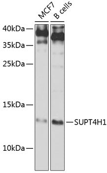 SUPT4H1 Rabbit pAb