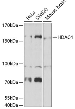 HDAC4 Rabbit pAb