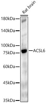 ACSL6 Rabbit pAb