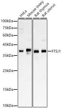 FTSJ1 Rabbit pAb