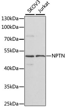 NPTN Rabbit pAb