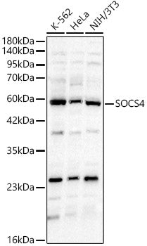 SOCS4 Rabbit pAb
