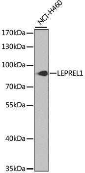 LEPREL1 Rabbit pAb